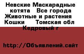 Невские Маскарадные котята - Все города Животные и растения » Кошки   . Томская обл.,Кедровый г.